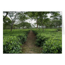 Teatulia Tea Gardens, Tetulia, Bangladesh Card