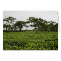 Teatulia Tea Gardens, Tetulia, Bangladesh Greeting Cards