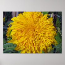 Teddy Bear Sunflower Poster