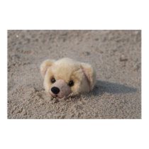 Teddy in Sand posters