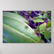 Teenager Fly Poster