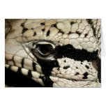 Tegu Lizard Head Cards