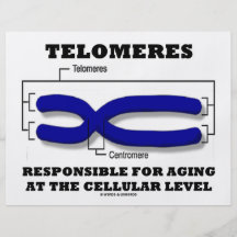 Telomeres Responsible For Aging At Cellular Level Custom Flyer