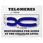 Telomeres Responsible For Aging At Cellular Level Custom Letterhead