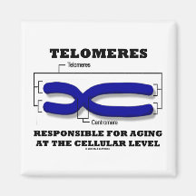 Telomeres Responsible For Aging At Cellular Level Magnet