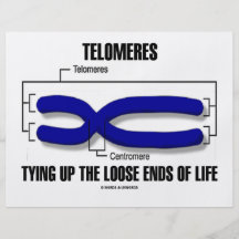 Telomeres Tying Up The Loose Ends Of Life Full Color Flyer