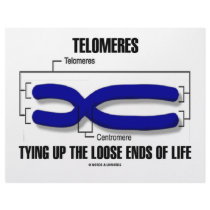 Telomeres Tying Up The Loose Ends Of Life