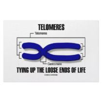 Telomeres Tying Up The Loose Ends Of Life