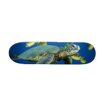 Temps de tortue plateau de skateboard