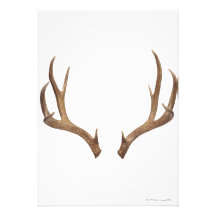 Ten Point Deer Custom Announcements