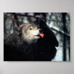 Tenderness Poster