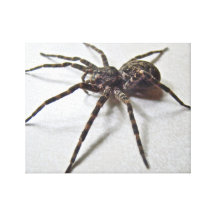 Tenebrosus de Dolomedes - araignée de pêche Toile Tendue Sur Châssis