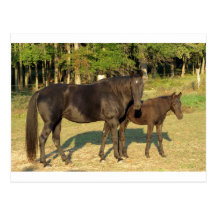 Tennessee Walking Horse Mare and Foal Post Card