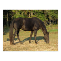 Tennessee Walking Horse Postcards