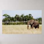 Tenture d'impression d'affiche d'éléphant africain