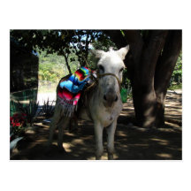 Tequila Donkey Postcard
