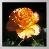 Tequila Sunrise Posters