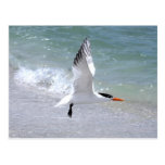 Tern in Flight Postcard