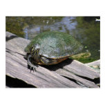 Terrapin Postcard