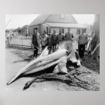 Tête de baleine, Alaska, les années 1900 tôt Posters