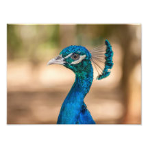 Tête de paon photographe