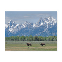 Teton Buffalo Postcard