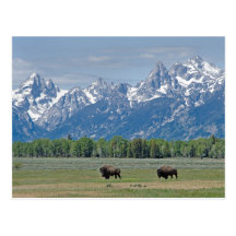 Teton Buffalo Postcard