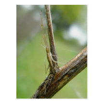 Tetragnathid on Stem Postcard
