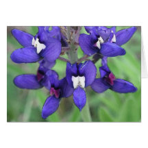 Texas Bluebonnet #1 Cards