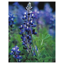 Texas Bluebonnet Custom Flyer
