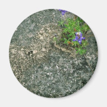 Texas Bluebonnet Fridge Magnets