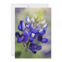 Texas Bluebonnet Invitation Card