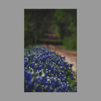 Texas Bluebonnets and a Country Road canvas print canvas prints