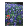 Texas Bluebonnets and Indian Paintbrush Postcards