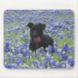 Texas Bluebonnets Field Cute Puppy Dog Photo mousepads