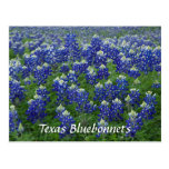 Texas Bluebonnets Field Photo Postcard