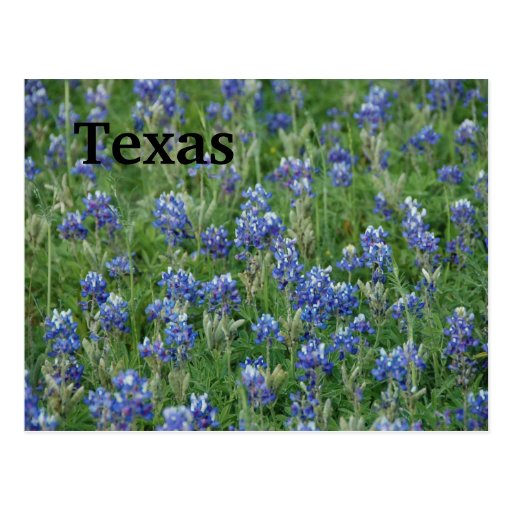 Texas Bluebonnets Post Cards