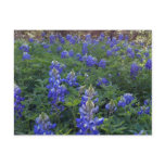 TEXAS BLUEBONNETS postcards