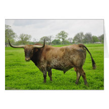 Texas Burnt Orange Longhorn Steer Cards