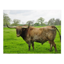 Texas Burnt Orange Longhorn Steer Post Card