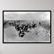 Texas Cattle Drive Print