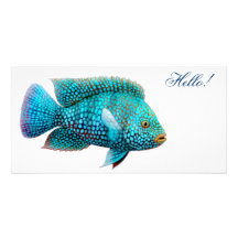 Texas Cichlid Fish Photo Card