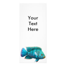 Texas Cichlid Fish Rack Card