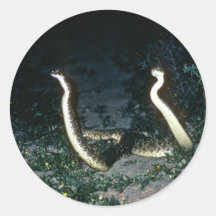 Texas Diamondback Rattlesnakes Stickers