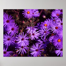 Texas Fall Asters Poster