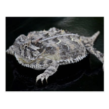 Texas Horned Lizard - Texas State Reptile Post Card