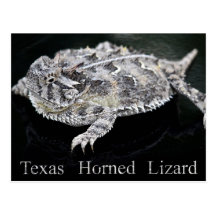 Texas Horned Lizard - Texas State Reptile Postcards