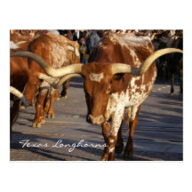 Texas Longhorns Postcard