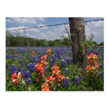 Texas Meadows Postcard