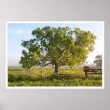 Texas Morning - Live Oaks and Wildflowers Print